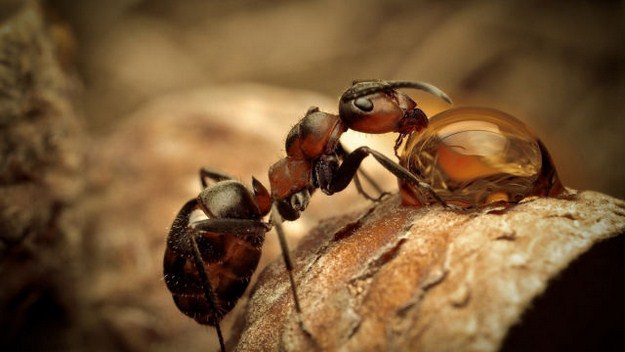 38 Of The Most Gorgeous Photos Of Animals Ever Taken