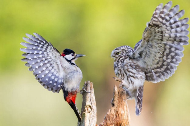 38 Of The Most Gorgeous Photos Of Animals Ever Taken