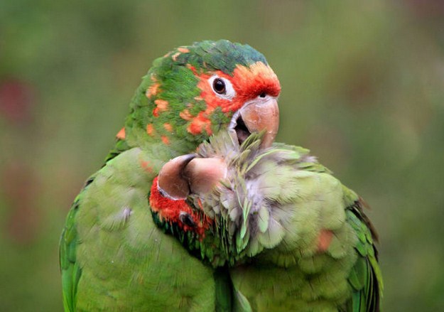 38 Of The Most Gorgeous Photos Of Animals Ever Taken