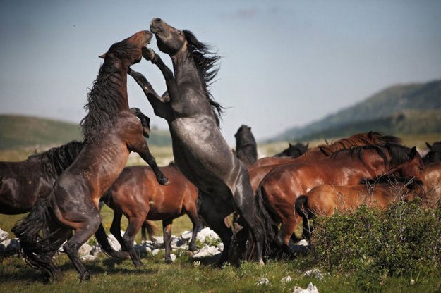 38 Of The Most Gorgeous Photos Of Animals Ever Taken