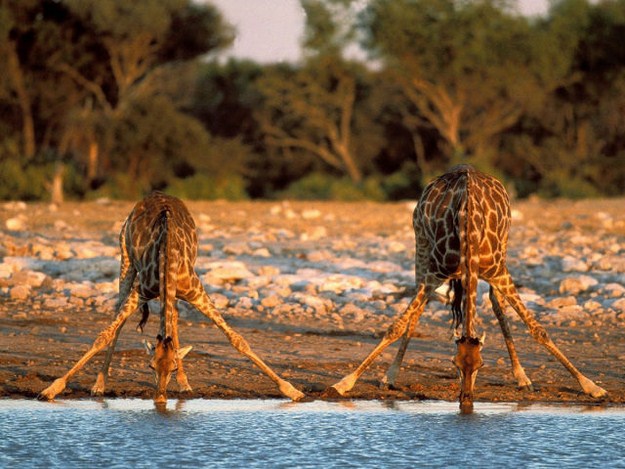 38 Of The Most Gorgeous Photos Of Animals Ever Taken