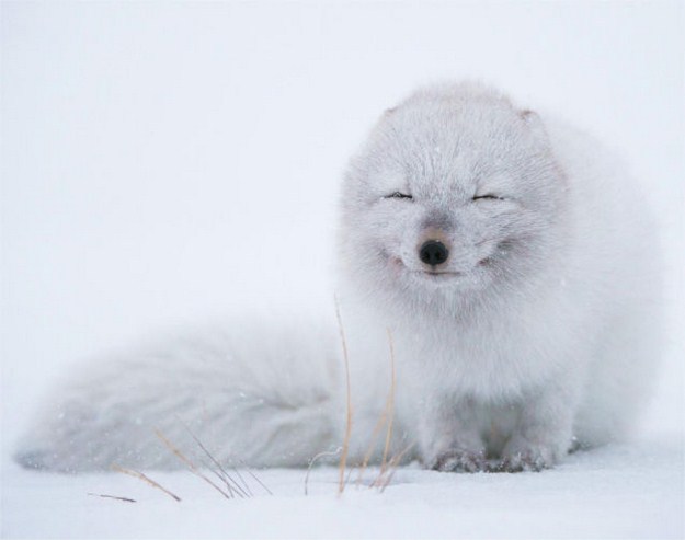 38 Of The Most Gorgeous Photos Of Animals Ever Taken