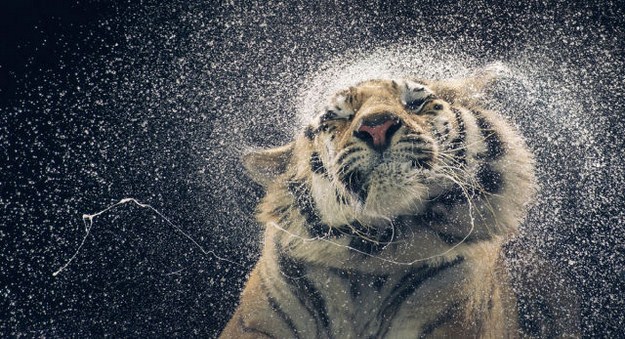 38 Of The Most Gorgeous Photos Of Animals Ever Taken