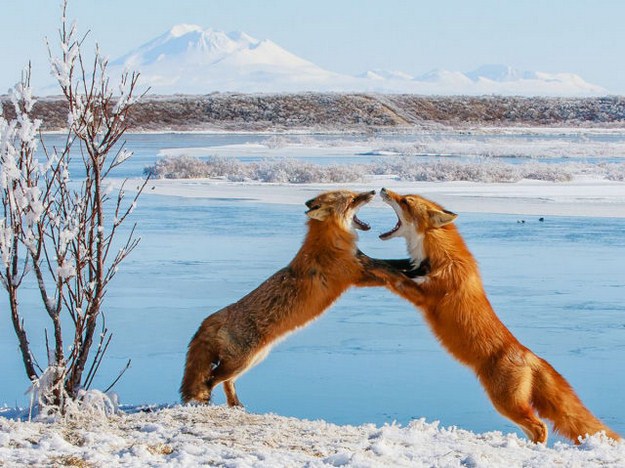 38 Of The Most Gorgeous Photos Of Animals Ever Taken