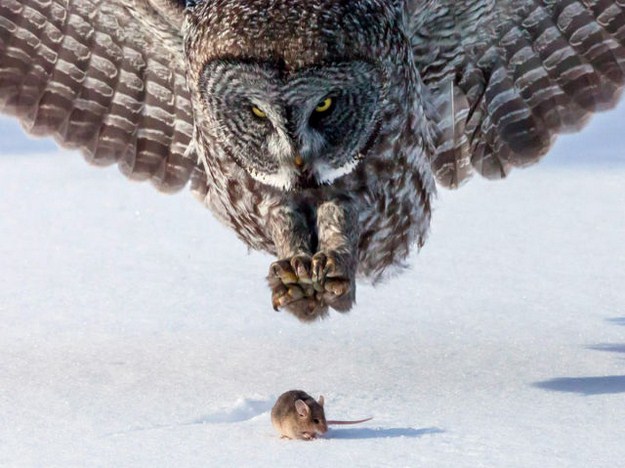 38 Of The Most Gorgeous Photos Of Animals Ever Taken