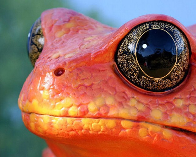 38 Of The Most Gorgeous Photos Of Animals Ever Taken