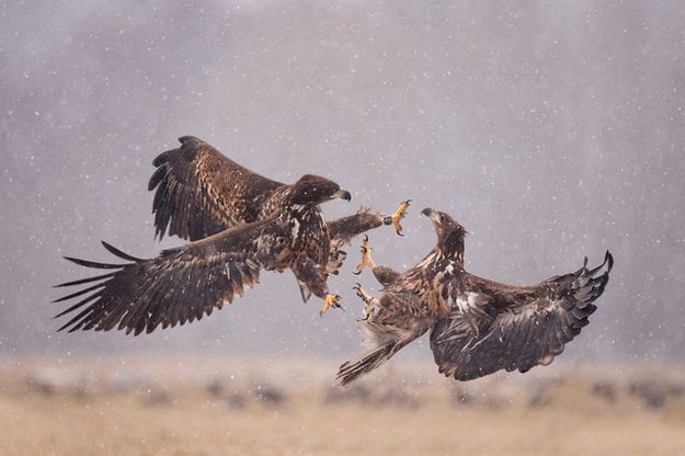 38 Of The Most Gorgeous Photos Of Animals Ever Taken