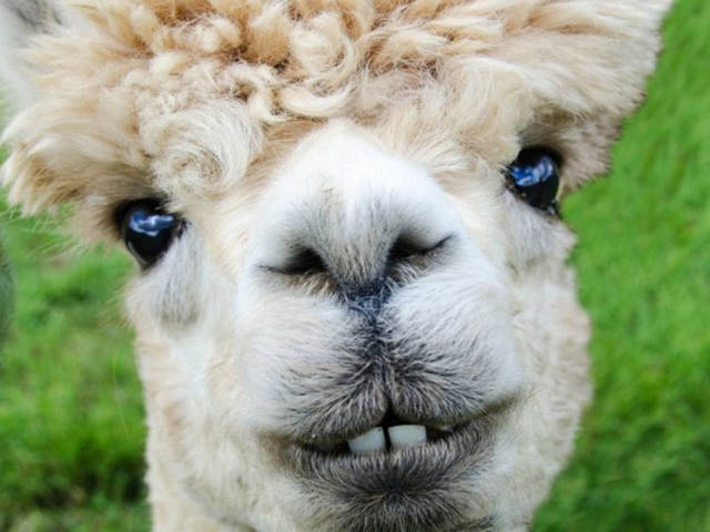 Alpaca Shaver: “I met a professional alpaca shaver when I was on holiday last month. He told me he gets about $35 per shaved alpaca.”