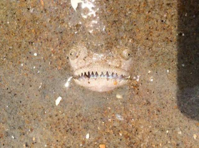 Some people who took a stroll along Virginia Beach came across a terrifying view: a head of monstrous creature was lurking in the sand.