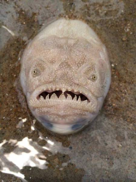 This turned out to be a stargazer fish, otherwise known as Astroscopus guttatus. This fish bury themselves in the sand in order to ambush their prey.