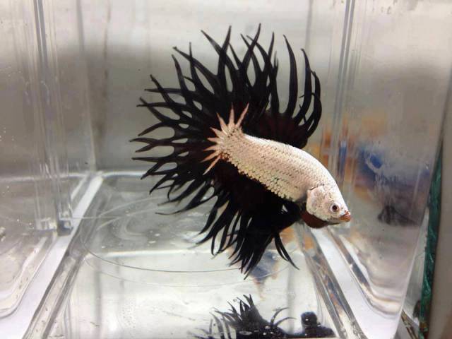 A White Dragon King Crown Betta