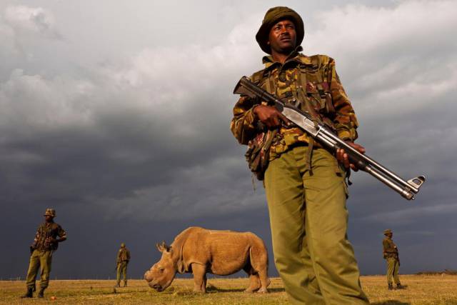 Armed officers guarding the last surviving northern white rhino