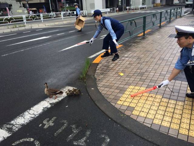 Japanese police officers helping a duck family cross the road.