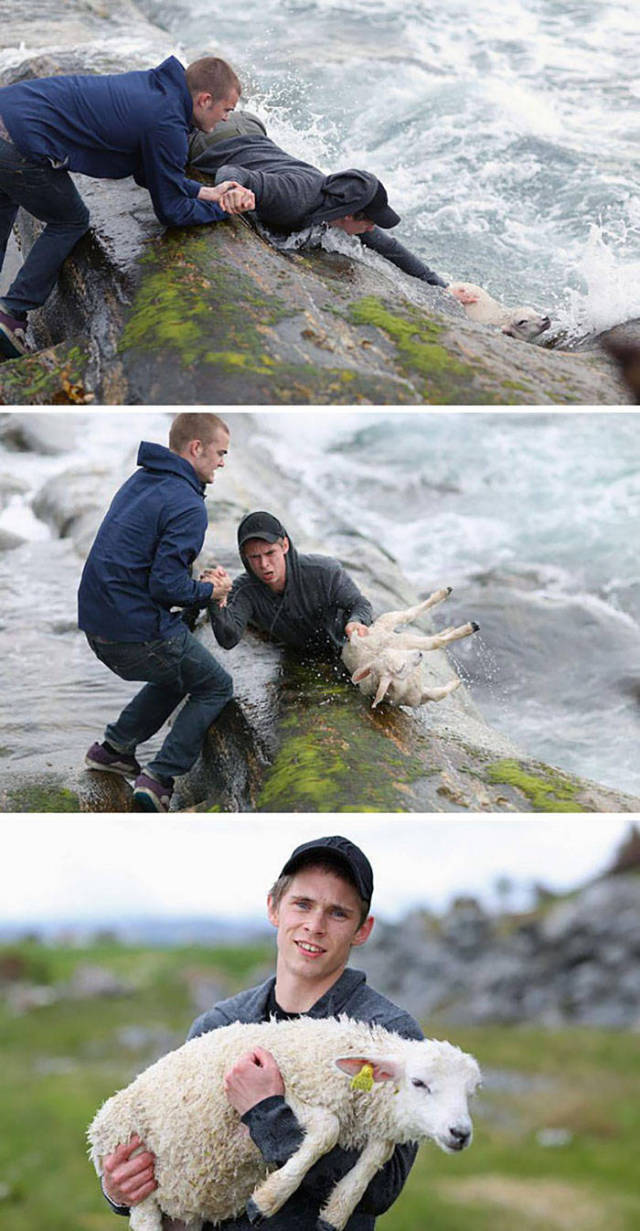 Two Norwegian guys rescuing a baby lamb drowning in the ocean.