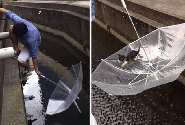 Man saves a drowning kitten with an umbrella. 