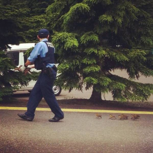 Officer helping little ducks to cross the road.