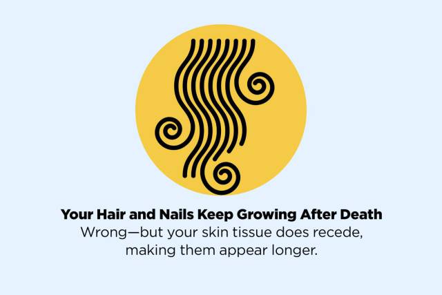 circle - Your Hair and Nails Keep Growing After Death Wrongbut your skin tissue does recede, making them appear longer.
