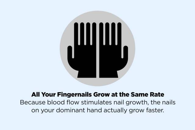 facts that are actually false - All Your Fingernails Grow at the Same Rate Because blood flow stimulates nail growth, the nails on your dominant hand actually grow faster.