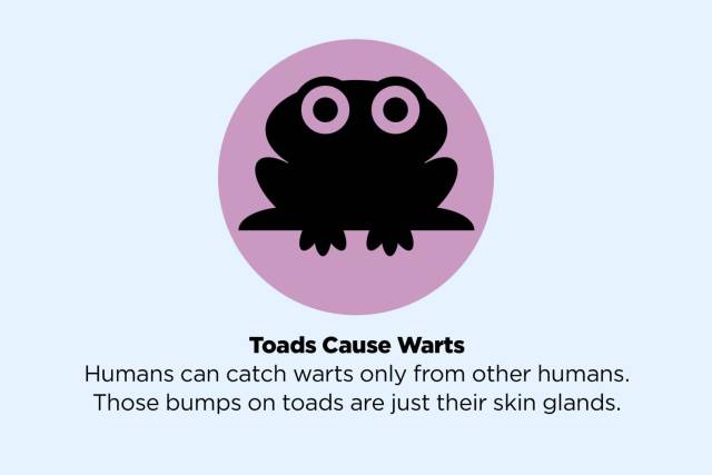 animal - Toads Cause Warts Humans can catch warts only from other humans. Those bumps on toads are just their skin glands.
