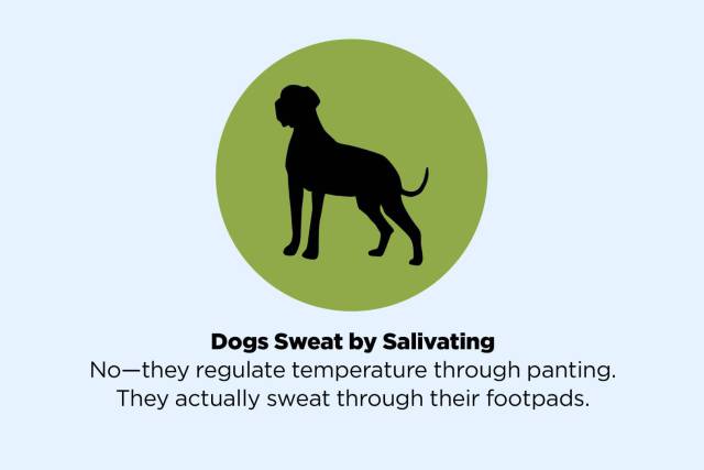 dog - Dogs Sweat by Salivating Nothey regulate temperature through panting. They actually sweat through their footpads.