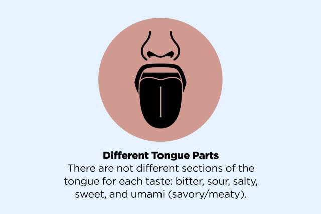 funny hold your tongue jokes - Different Tongue Parts There are not different sections of the tongue for each taste bitter, sour, salty, sweet, and umami savorymeaty.