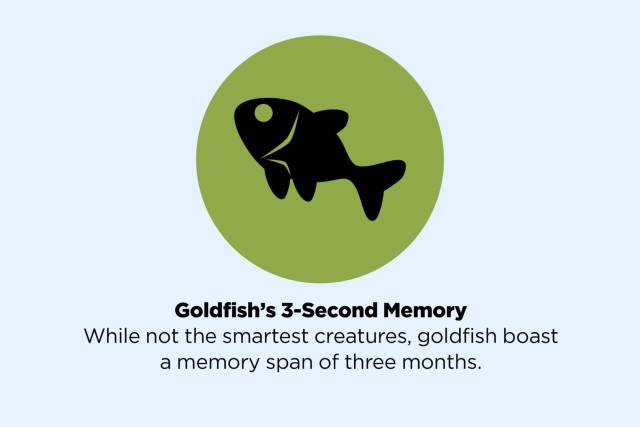 dog - Goldfish's 3Second Memory While not the smartest creatures, goldfish boast a memory span of three months.