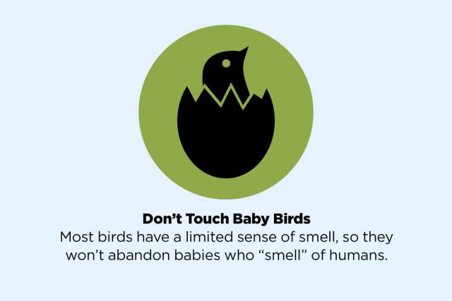 fake facts you will believe - Don't Touch Baby Birds Most birds have a limited sense of smell, so they won't abandon babies who "smell" of humans.