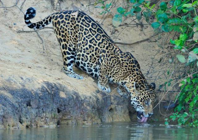 Crocodile vs Jaguar