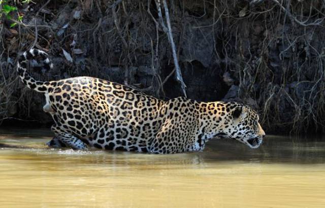 Crocodile vs Jaguar