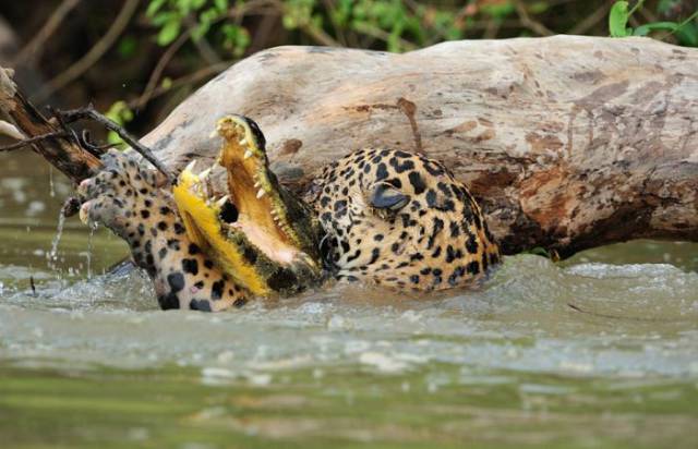 Crocodile vs Jaguar