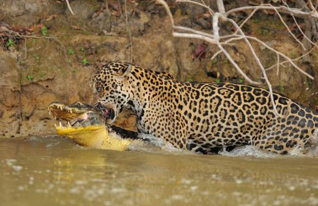 Crocodile vs Jaguar