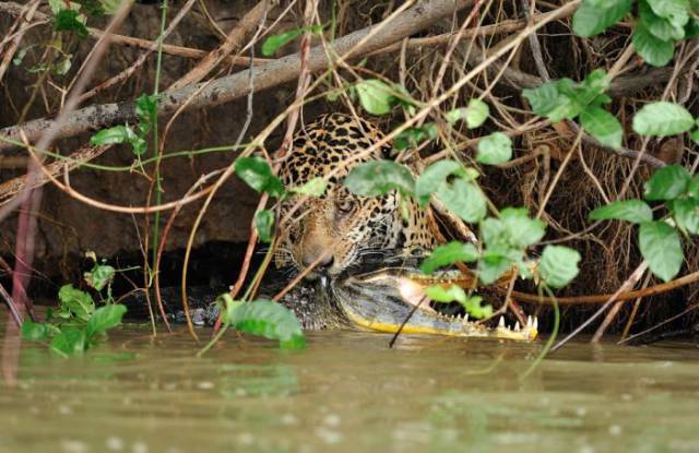 Crocodile vs Jaguar