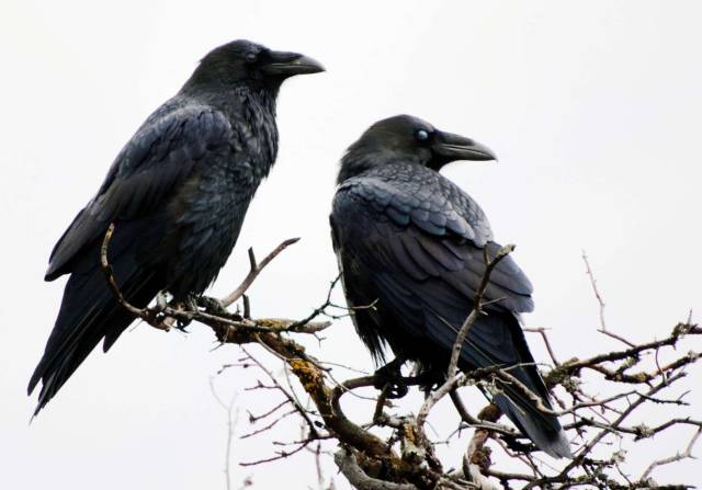 Ravens in captivity can learn to talk better than parrots.