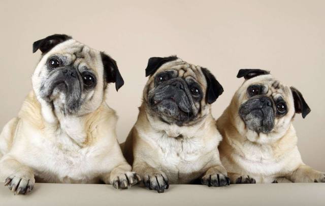 The collective noun for a group of pugs is a grumble.