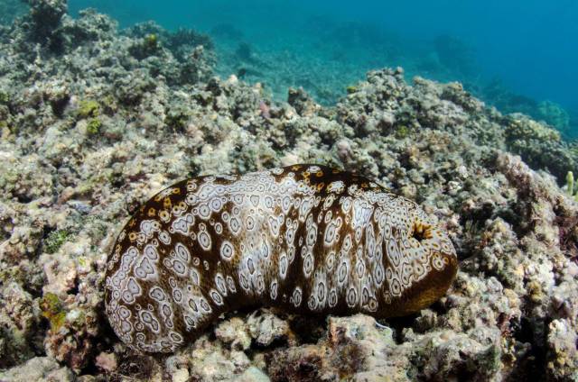 Sea cucumbers eat with their feet.