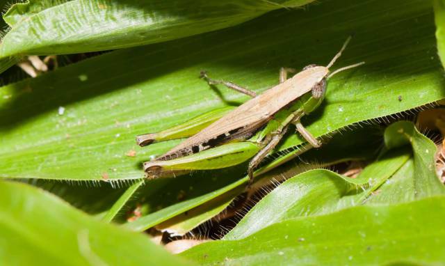 A murder suspect was convicted after the broken-off leg of a grasshopper in his pants cuff turned out to be a perfect match for an insect found near the victim's body.