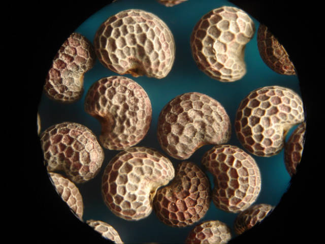 This is what poppyseeds look like under the microscope: