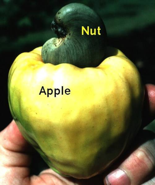 This is how cashews grow: