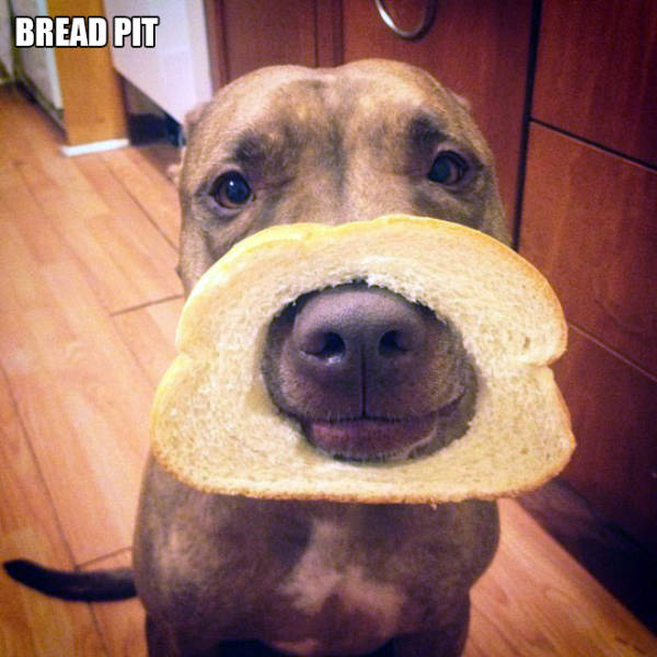 stupid pun - Bread Pit