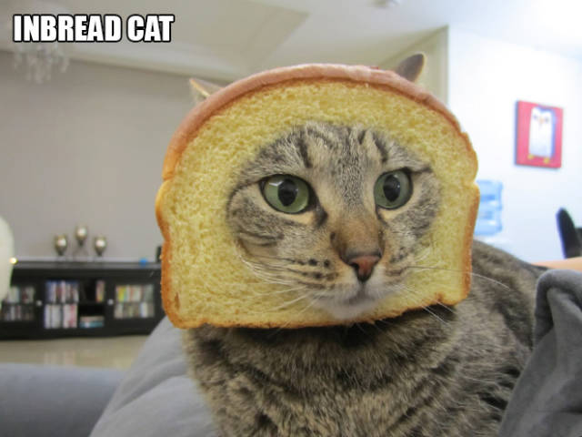 breaded cats - Inbread Cat . ..