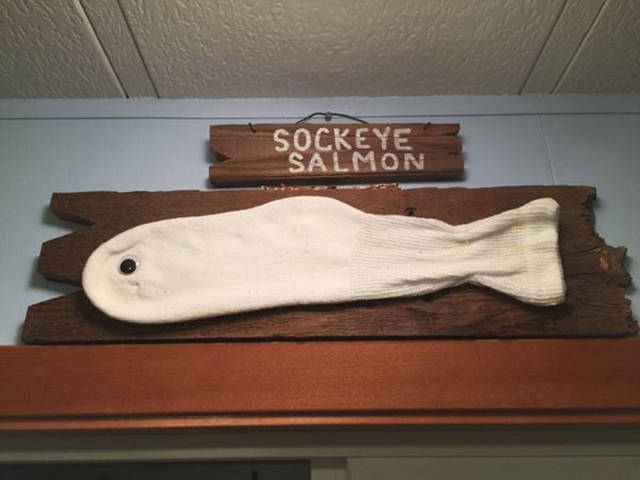 funny salmon - Sockeye Salmon