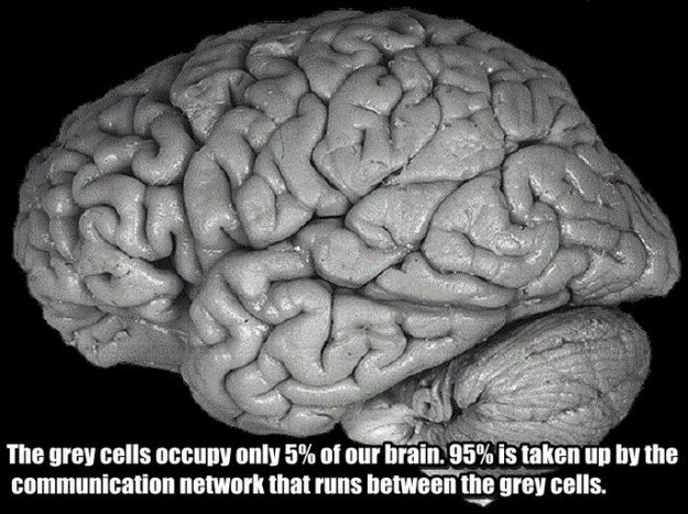 Improve Your Brain By Learning About The Brain