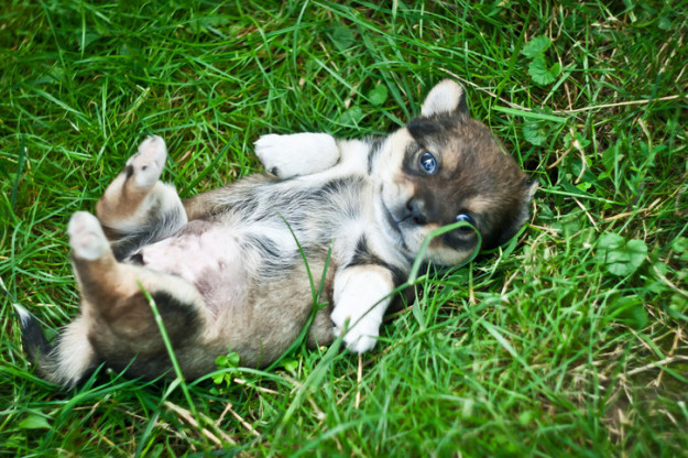 Look, things are about to get really gross. If you want, you can just look at this puppy tummy and turn back.