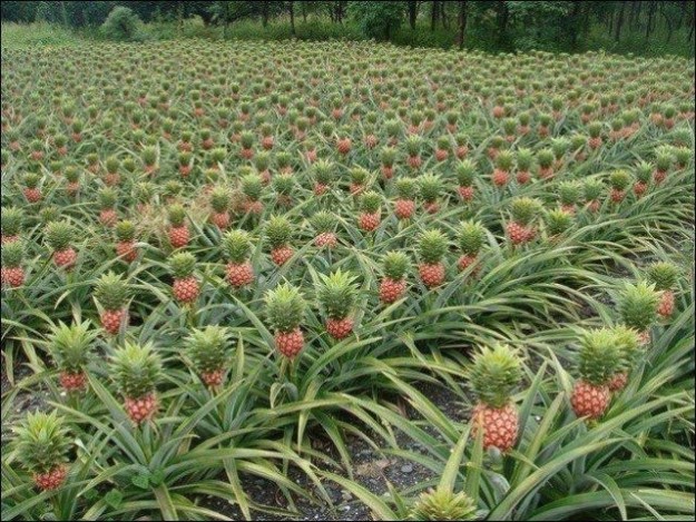 17. This is how pineapples grow.