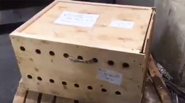 An unmarked wooden box was left at the Beirut Airport in Lebanon for a week before being opened…