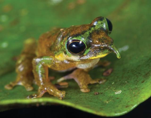 The Pinocchio Frog: This creature also goes by the name ’Spike-Nosed Tree Frog’. When a male frog tries to attract a female or senses danger, its elongated, Pinocchio-like nose points upward.