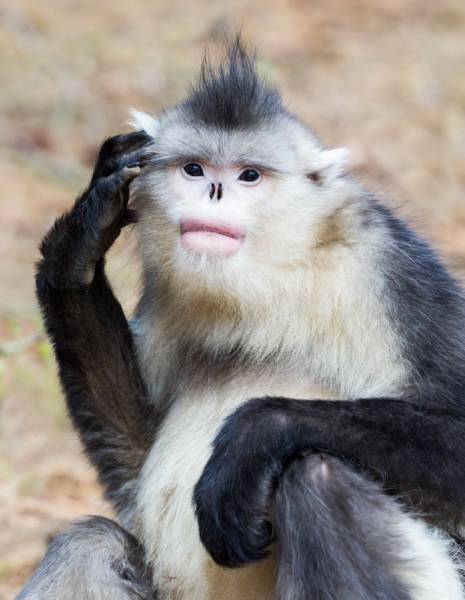 The Snub-Nosed Monkey: The rarest primate in the world was discovered in 2010 in northern Burma (Myanmar). Because of the unusual shape of its nose, the monkey always sneezes when it rains.