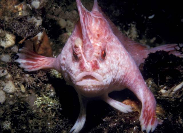 The Pink Handfish: Several years ago, scientists discovered 14 species of fish with hand-like fins. At present, nine of them are in danger of extinction.