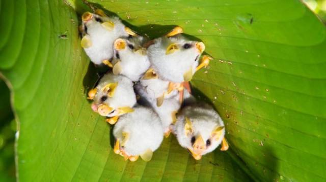 Honduran White Bats: These pretty little white fellows from Central America live in a tent of Heliconia leaves, eat fruit, and can grow only up to 1.5 inch (4.7 cm) in length.