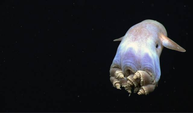 The Grimpoteuthis (aka Dumbo Octopus): This bizarre deep sea animal received its nickname because of the two fins on the membrane between its legs, which resemble the ears of the flying elephant Dumbo from the famous animated film.